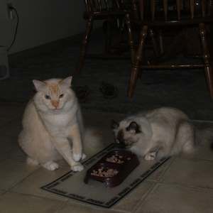 Meet your Posher, Joyce